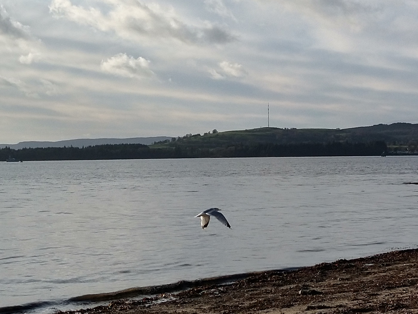 A seagull flaps its wings as it surveys the shoreline for scraps