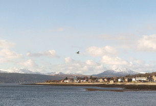 A seagull soaring above the west bay, snowcapped mountains in the background