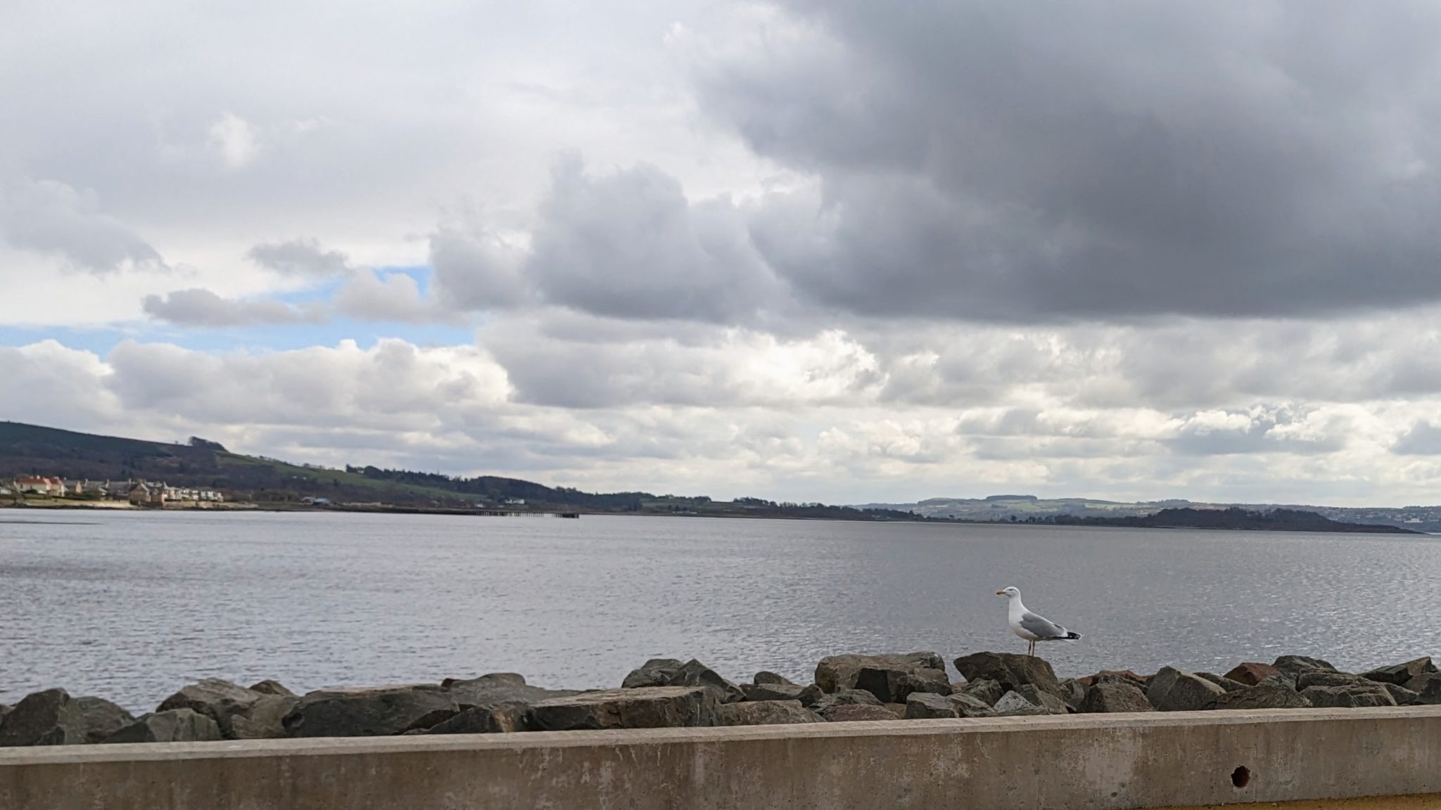 A seagull sits on the sea wall at Helensburgh Leisure Centre car park with the east bay and Ardmore Point in the background.