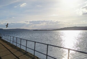 A seagull swooping by Helensburgh Pier late on a sunny day. In the background is Rosneath peninsula