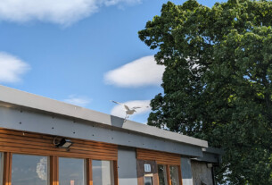 A seagull leaping from the roof of The Beachcomber Cafe beneath a cloudy blue sky and leafy green trees.