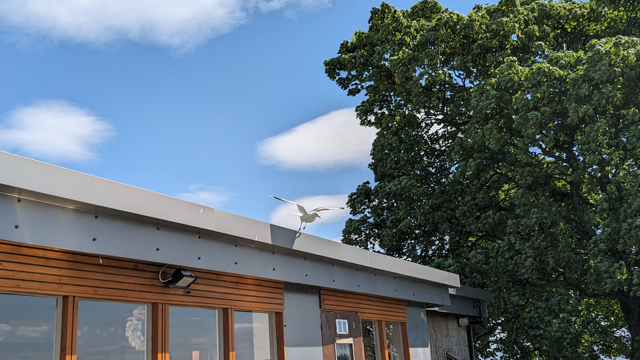 A seagull leaping from the roof of The Beachcomber Cafe beneath a cloudy blue sky and leafy green trees.