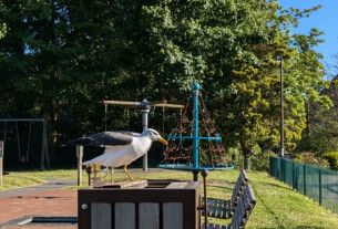 A seagull perched on a litter bin in the playground at Hermitage Park
