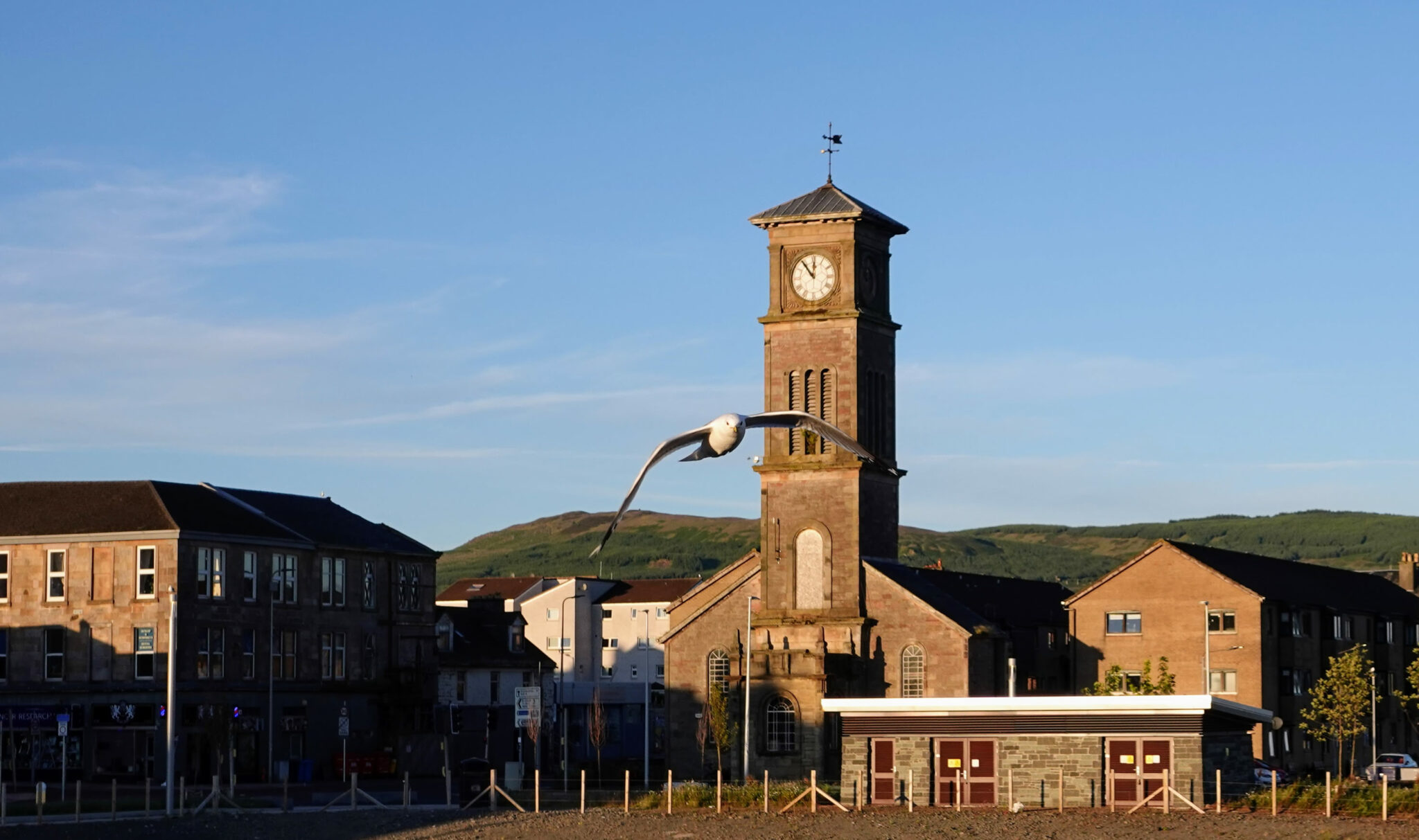 A seagull flying toward the camera with Helensburgh's clock tower in the background