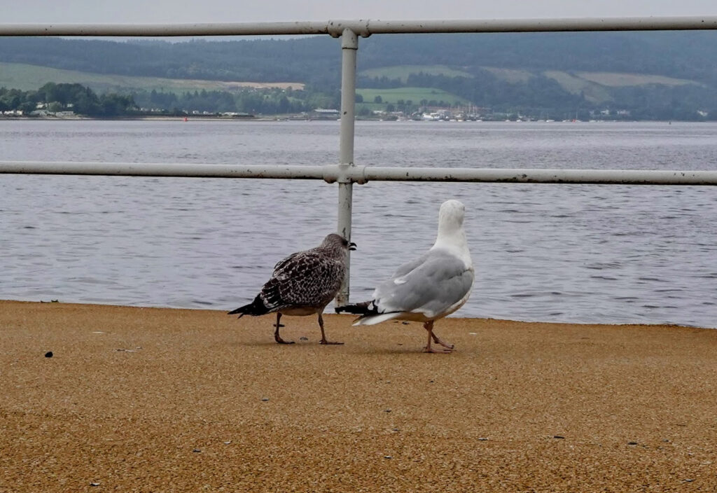 A baby seagull with a parent seagull on Helensburgh Pier