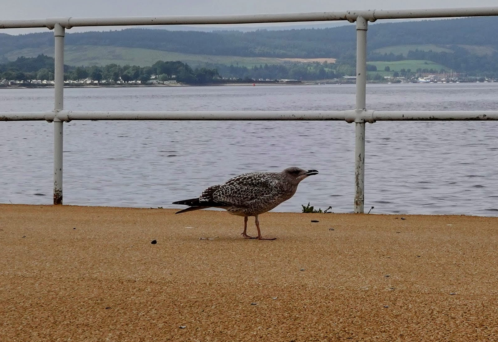 A baby seagull walking and calling out for its mother on Helensburgh Pier