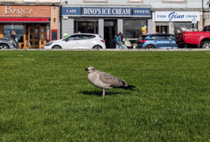 A baby seagull standing on the grass beside Helensburgh's west bay