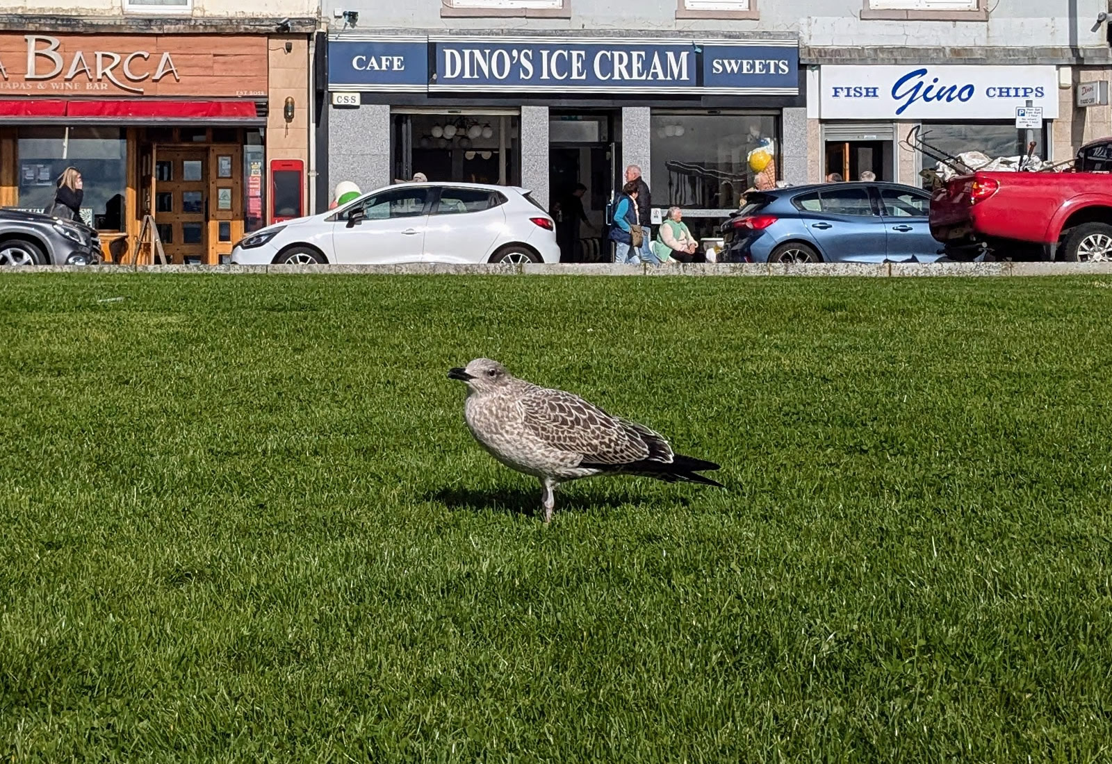 A baby seagull standing on the grass beside Helensburgh's west bay