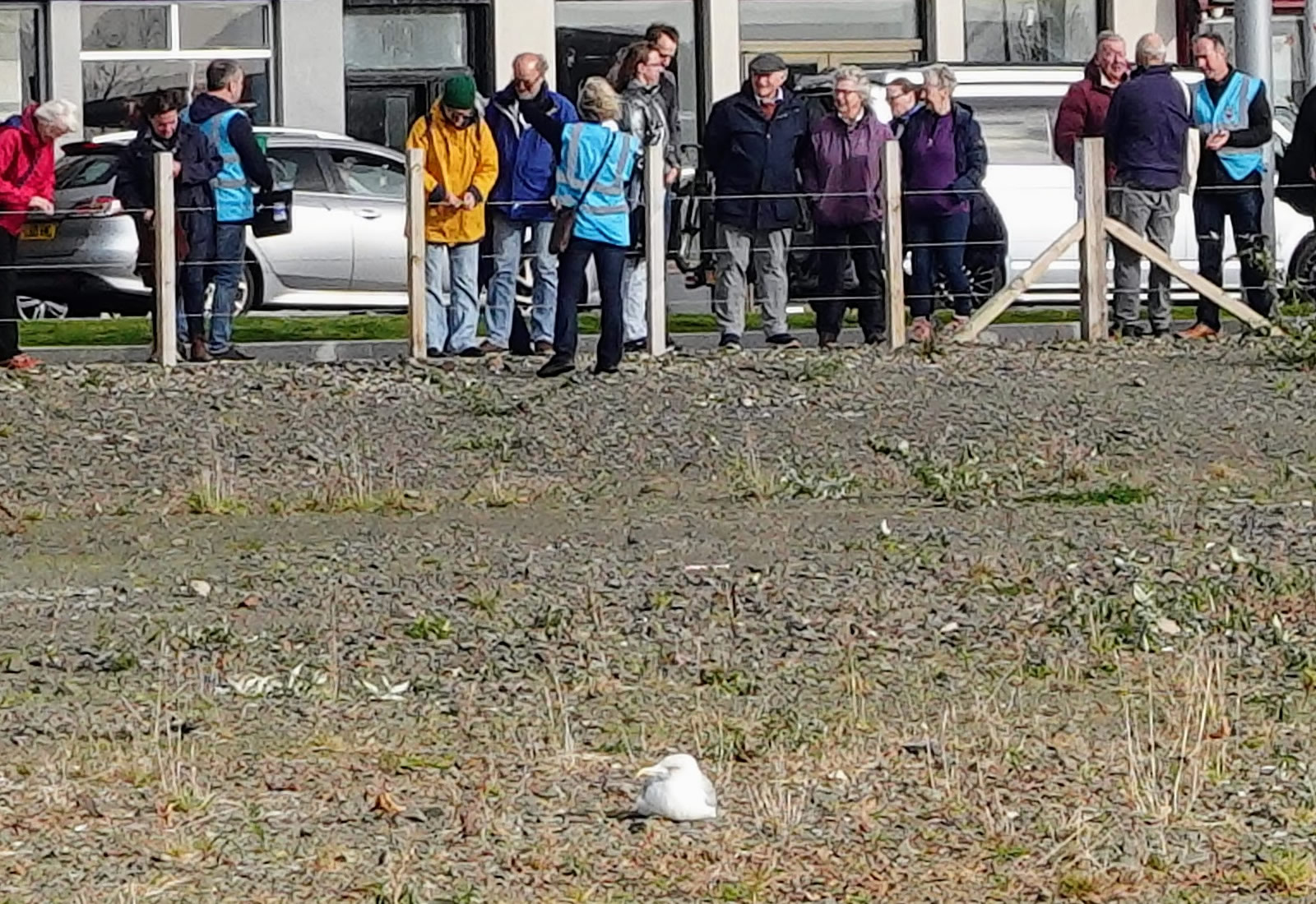 A close up of a seagull sat in the middle of the barren development area of Helensburgh's seafront