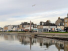 A seagull pictured swooping above the Henry Bell Monument on Helensburgh's riverside