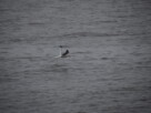 A seagull clutching something in its beak, flying low above the grey, choppy waters of the river Clyde.