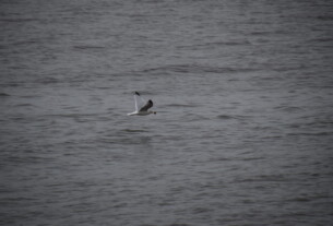 A seagull clutching something in its beak, flying low above the grey, choppy waters of the river Clyde.