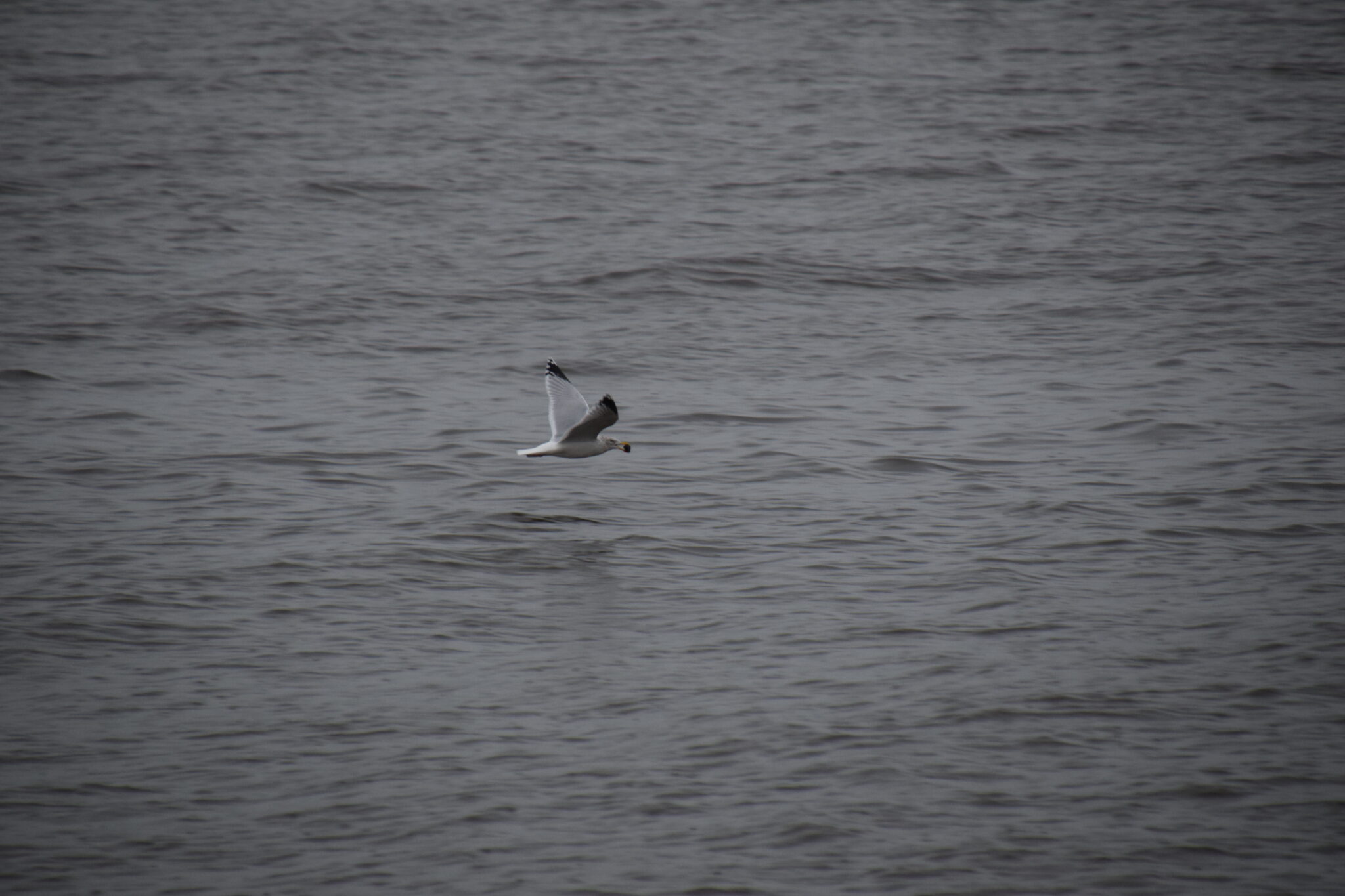 A seagull clutching something in its beak, flying low above the grey, choppy waters of the river Clyde.