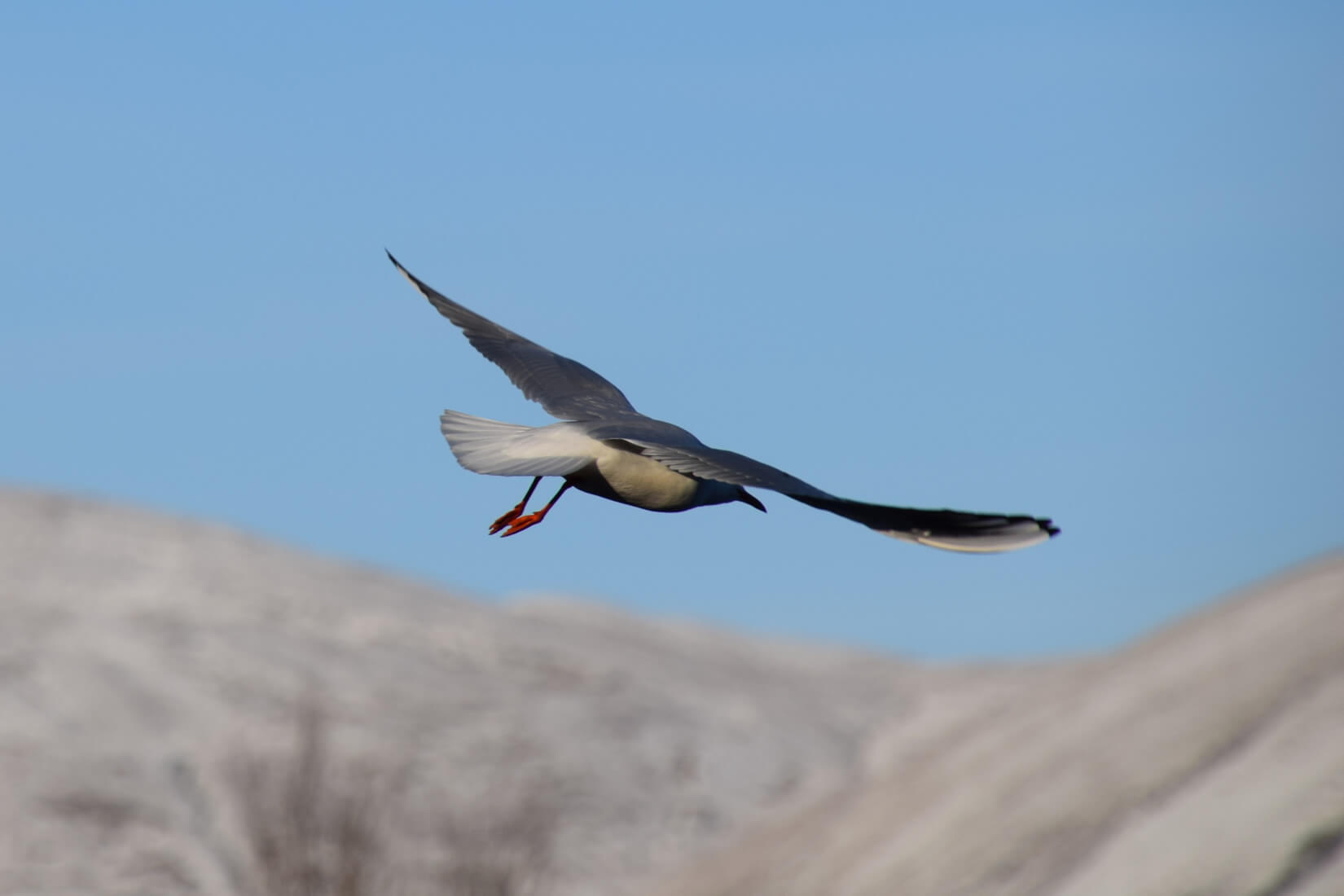 A seagull swooping with snowy covered hills in the distance.